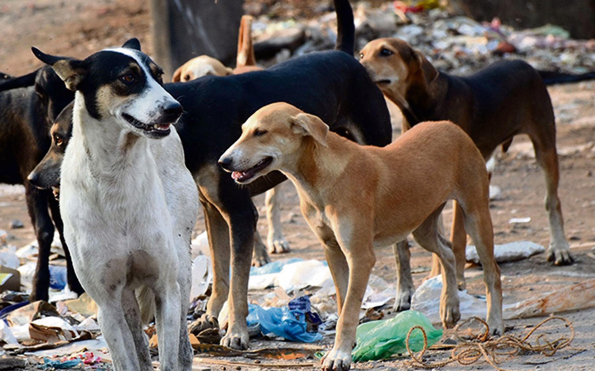10 Reasons why we should KILL stray dogs in Kerala