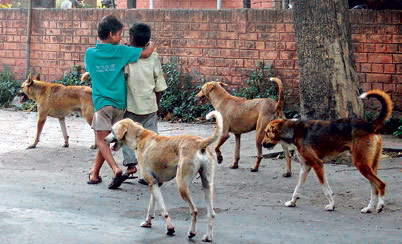 sp-stray-dogs_112814125131