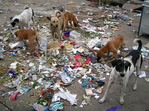 street_dogs